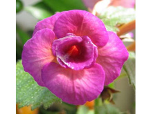 Tropical Dusk(����).