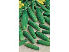 ������ ������� - 4 ���. (12 ��.) ����� �����. ��� 20 ��..jpg