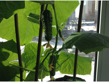 ������  ����� ���� ��������� ���������� �� �������. 7 �����