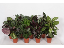 ������� - ���� ...