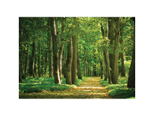 WS0330:360:254 ������� � ���� - 950�.jpg