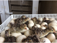 �������� ������-708