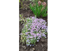 2017 ��� (129).jpg