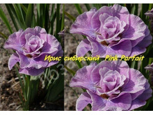 ���� sibirica Pink Parfait