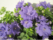 ��������� ��������  ����� - Dublin Blue