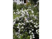 ������ ��������