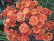 No 2   ������ �����