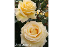 Aves Amour, 205���. �-� (�������� 1��).jpg