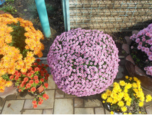 13. Nacato Pink, � �������� ������