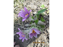 �������� ����� No 2 -80 ���.