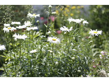 2016 ��� (35).JPG