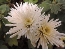 �������  ������ ��������� 3-4 �� ������ 35 �� �������� ��������