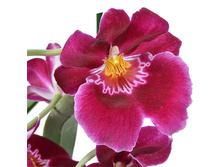 ��������� ��� ����