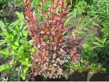 �������� ���� ����� - 150 ��� (���) 3-� ������ ����