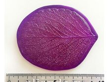 ���� �������� L.jpg