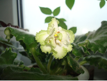 ������ (�������� �������) - ������ ����� �������� � ������� ������