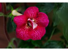 Last Dawn .JPG - 120 ���.