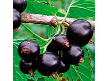 ��������� ������ ����, 160 ��� (�������� 1��).jpg