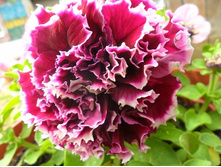 ������ 50 �