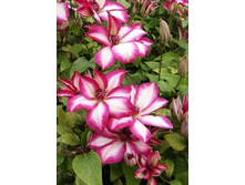 �������� ������, 250,5���. (�������� 1��).jpg