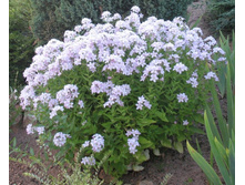 ����������� ���������������� (Campanula lactiflora Anne Loddon)