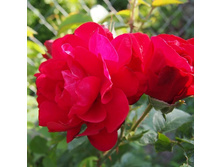 ����, �����������, ��������, 150 ��� (�������� 1 ��)