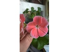 WP 20180405 17 02 51 Pro.jpg
