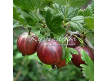 ��������� ���� ������� 321�