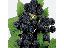 ������ ��������.jpg