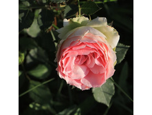 ��������, ����, ��������, 150 ��� (�������� 1 ��)