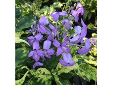 ��������������- ������ �������� ...