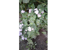 �������� �������