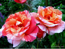 ��� ����� 110� 1��.jpg