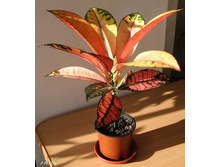������� У�����  ������ ������  ( Codiaeum Mrs. Iceton)