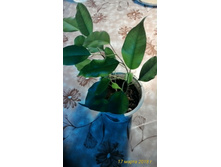 ����� ����������