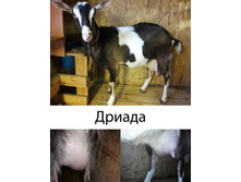 ������� ���