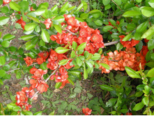 ���� �������� 'Sargentii'
