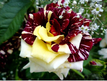 ����������� ��� 160� 2��.jpg