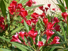 ������� ��� -