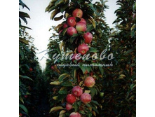 ������ ������������ "���������� ��������" �4  627�