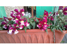 �������� ���