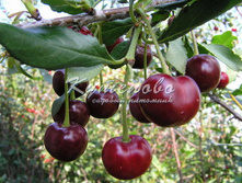 ����� ������������ "�������������" �4 450�   �7  560�