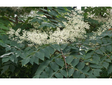 ������ ������������