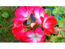 ���������� ��������