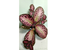 Pink Acajou