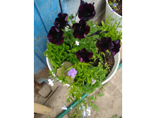 ������ ����� No14.jpg