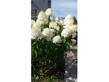 ����������� ���������