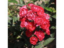 ����� ���������, ��������������, ��������, 150 ��� (�������� 1��).jpg