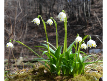 ����������� ��������