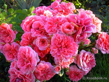 ���� ����� 110� 4��.jpg